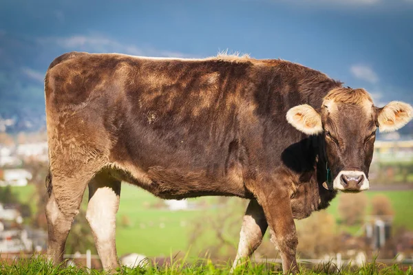 Piękna młoda krowa na pastwisku. krowa na łące — Zdjęcie stockowe