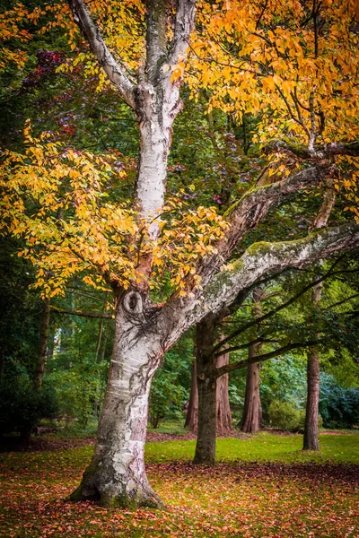 Осенний пейзаж красивые цветные деревья — стоковое фото