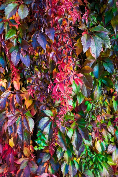 Doğal çitler. Ağaç yaprakları sonbaharda renk değiştirir. — Stok fotoğraf
