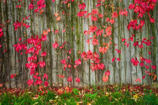 Valla natural. Las hojas del árbol cambian de color en otoño. — Foto de Stock