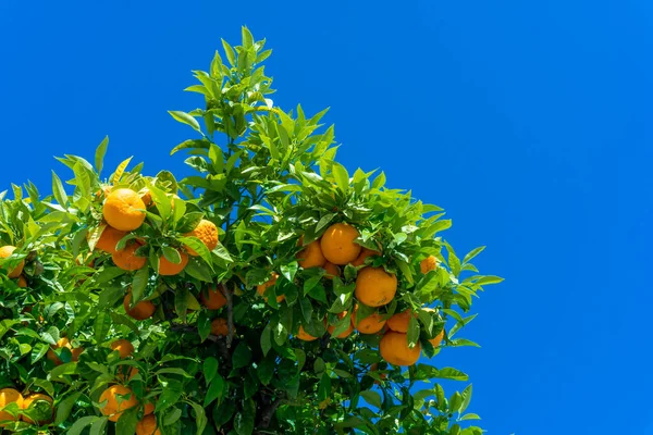 Mandarinträd med mogna frukter. Apelsinträd. Mogna klementiner — Stockfoto