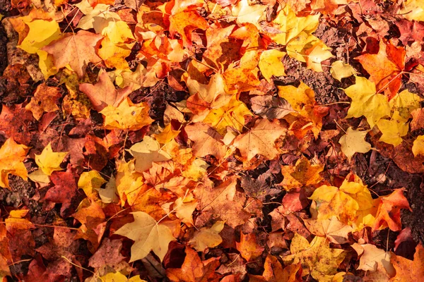 Kolorowe tło wykonane z opadłych liści klonu — Zdjęcie stockowe