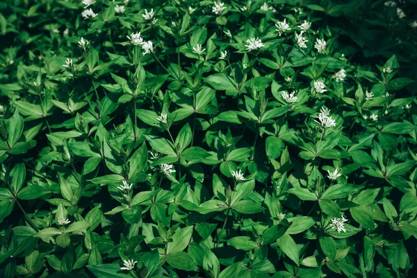Zelená opouští texturu. tmavě zelená listoví příroda — Stock fotografie