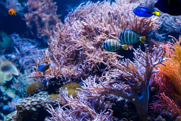 Підводний кораловий риф пейзаж з барвистою рибою та морською лірою — стокове фото