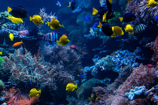 Underwater coral reef landscape with colorful fish and marine li — Stock Photo, Image