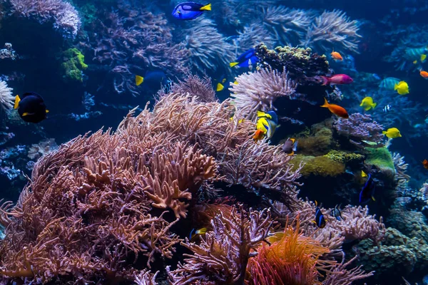 Onderwater koraalrif landschap met kleurrijke vissen en mariene li — Stockfoto