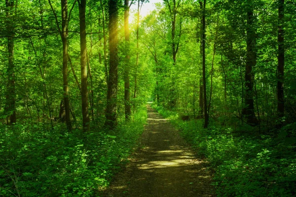 Forest panorama and the sun, with bright rays — Stock Photo, Image
