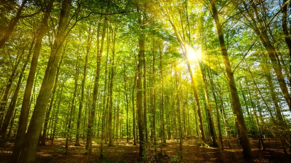 Forest panorama and the sun, with bright rays — Stock Photo, Image