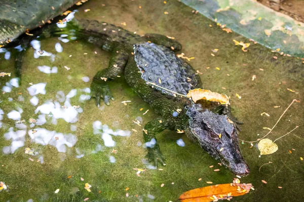 Crocodile swims in swampy river or lake. Hunting crocodile — Stock Photo, Image