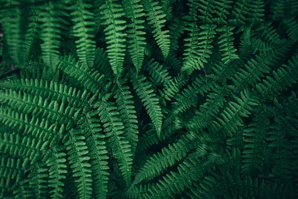 Gröna löv mönster bakgrund, Naturlig bakgrund — Stockfoto