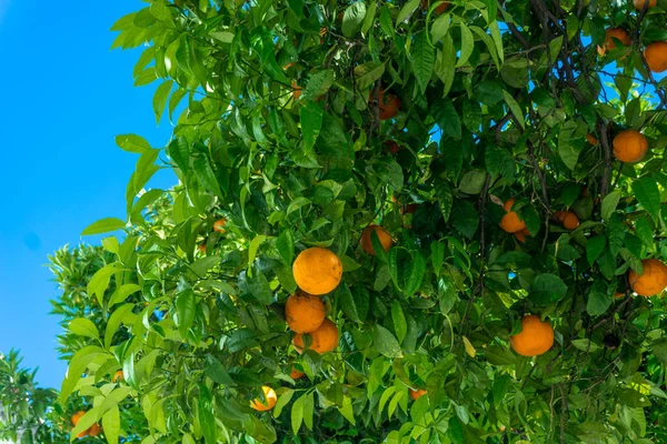 Naranjas maduras. naranjas en un árbol —  Fotos de Stock