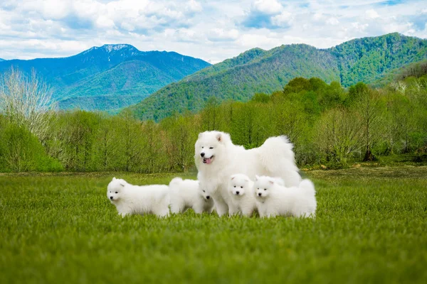 Samojed pes se štěňaty. Portrét krásných psů na kráse — Stock fotografie