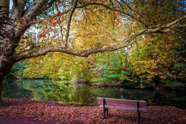 Paisaje otoñal real. Escena dorada de otoño en un parque — Foto de Stock