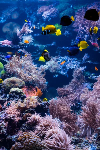 Vízalatti jelenet korallzátonnyal és trópusi halakkal — Stock Fotó