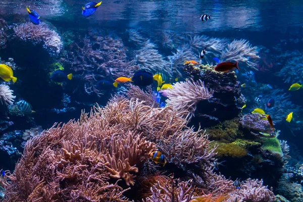 Underwater Scene With Coral Reef And Tropical Fish — Stock Photo, Image