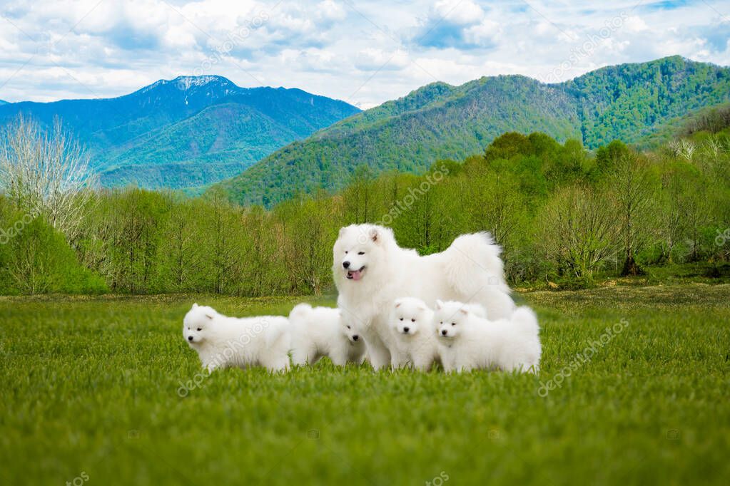 Samoyed  dog with puppies. Portrait of beautiful  dogs on beauti