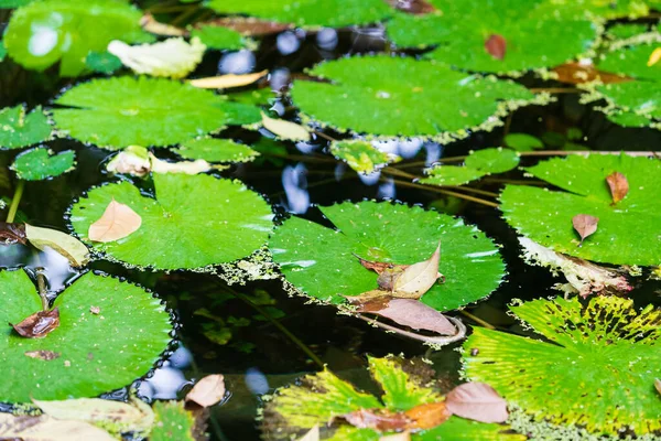 Swamp covered in green plants. Swamp grass — Stock Photo, Image