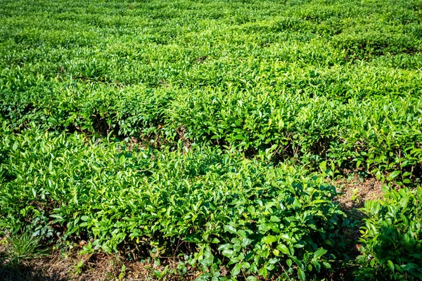 Green tea farm in spring. Tea plantation — Stock Photo, Image
