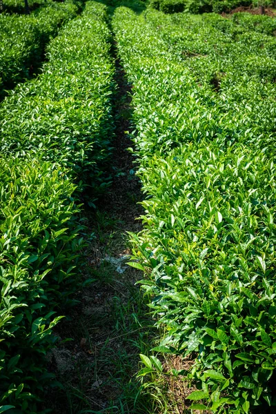 Green tea farm in spring. Tea plantation — Stock Photo, Image