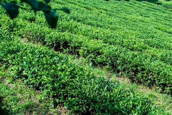 Green tea farm in spring. Tea plantation — Stock Photo, Image