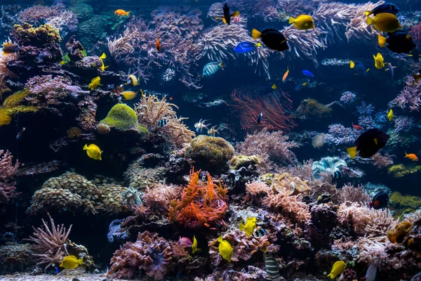 Beautiful underwater world with  tropical fish — Stock Photo, Image