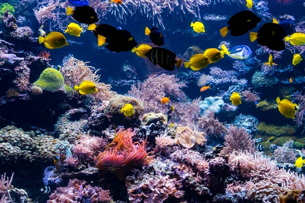 Beautiful underwater world with  tropical fish — Stock Photo, Image