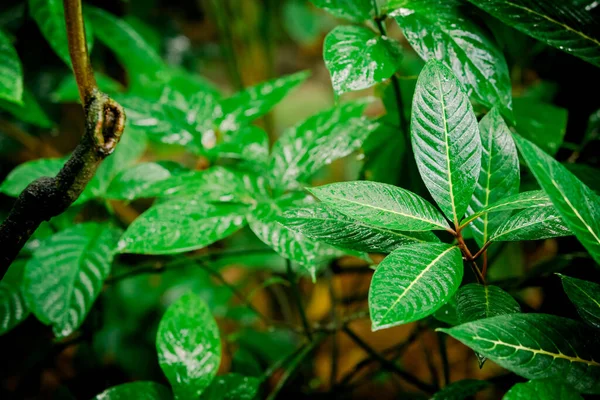 Tropical green leaf. tropical rainforest — Stock Photo, Image