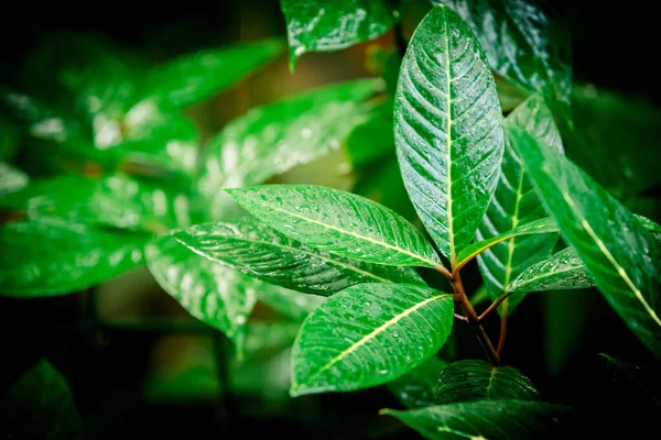 Тропічний зелений лист. тропічні тропічні ліси — стокове фото