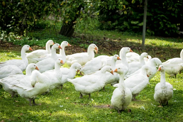 Una bandada de gansos blancos domésticos. Gansos blancos domésticos — Foto de Stock