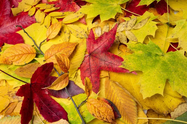 Fondo de las hojas de otoño. Fondo de otoño — Foto de Stock