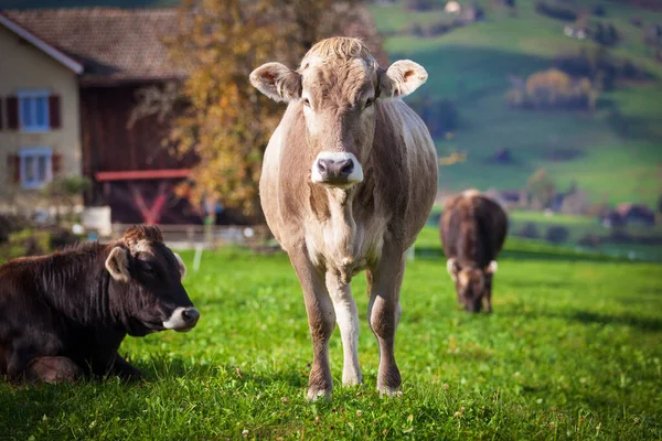 Krásná mladá kráva na pastvině. kráva na louce — Stock fotografie