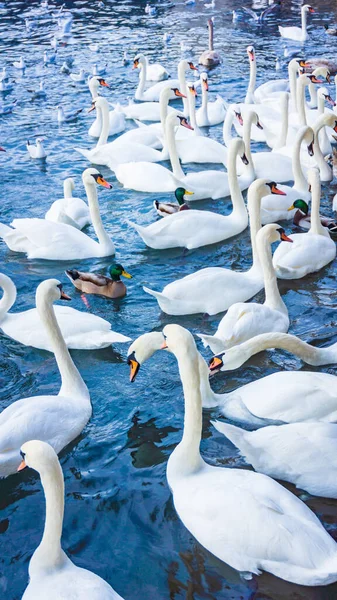 Mooie zwanen zwemmen in de winter op een meer — Stockfoto