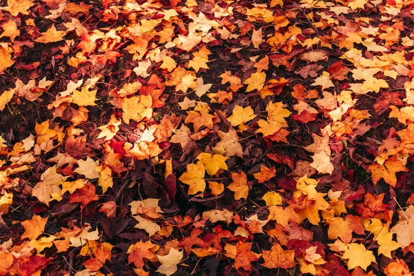 落叶枫叶制成的色彩斑斓的背景 — 图库照片