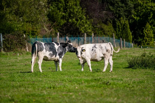 Vacas em um campo gramado em um dia brilhante e ensolarado — Fotografia de Stock