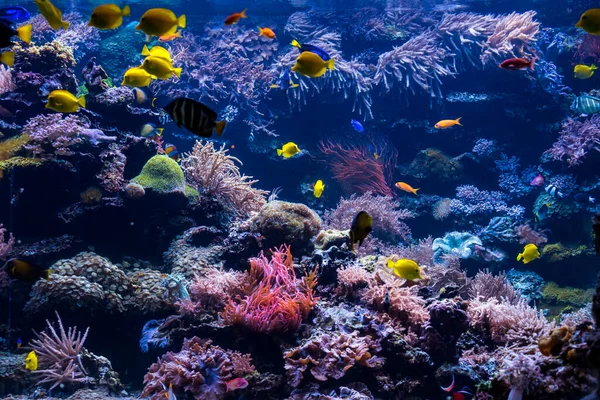 カラフルな魚と海の李と水中サンゴ礁の風景 — ストック写真