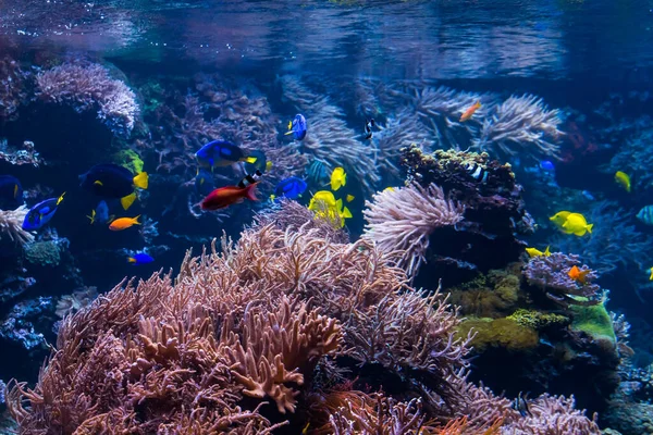 Underwater coral reef landscape with colorful fish and marine li — Stock Photo, Image