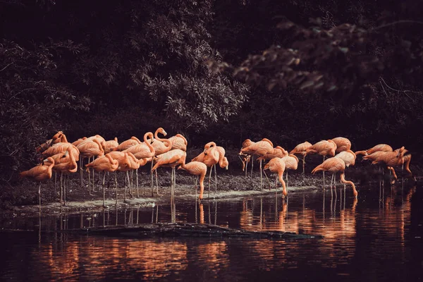 Фламинго, стоящее в воде с отражением — стоковое фото