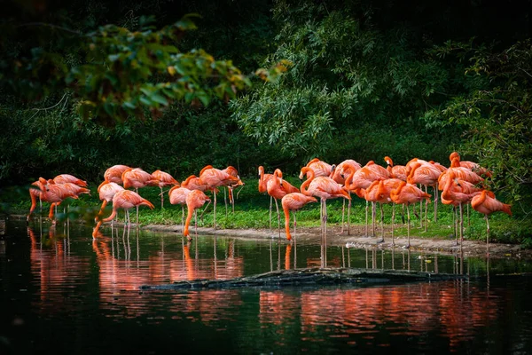 Flamingo stående i vatten med reflektion — Stockfoto