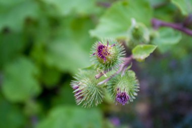 Tıbbi plantasyon burdock. Arctium lappa 