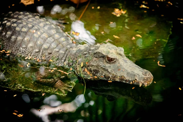 Crocodile swims in swampy river or lake. Hunting crocodile — Stock Photo, Image