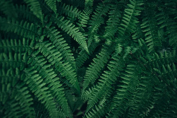 Groene bladeren patroon achtergrond, Natuurlijke achtergrond — Stockfoto