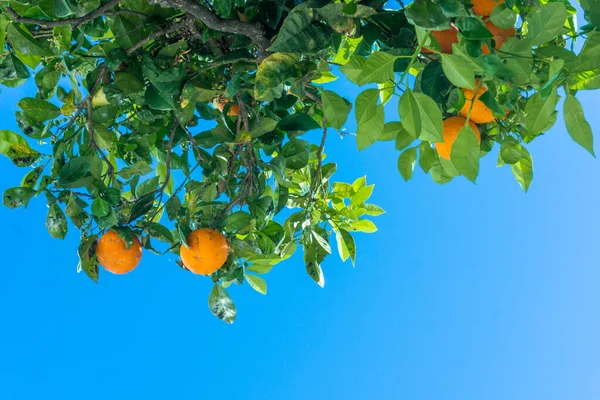 Laranjas maduras. laranjas em uma árvore — Fotografia de Stock