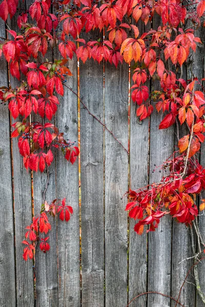 Pianta su recinzione in legno in autunno. Sfondo autunno — Foto Stock