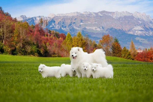 Samojed pes se štěňaty. Portrét krásných psů na kráse — Stock fotografie