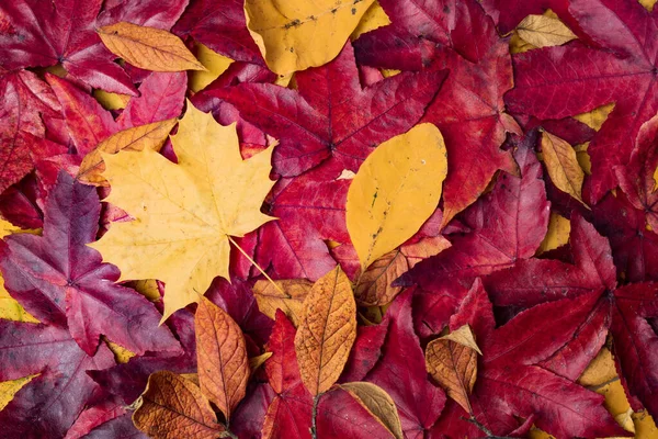 Red and Orange Autumn Leaves Background — Stock Photo, Image