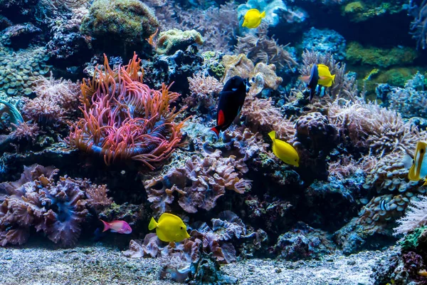 Підводний сцена з кораловим рифом і тропічною рибою — стокове фото