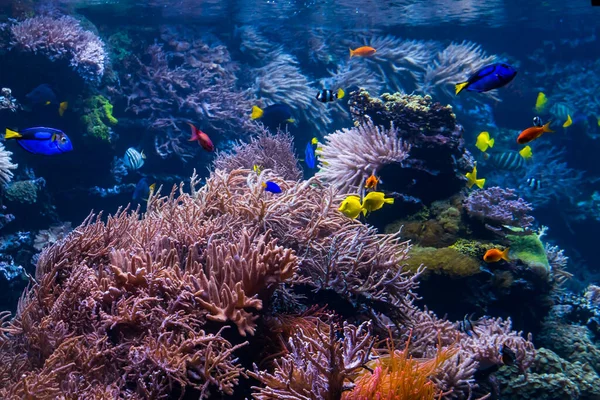 Gyönyörű víz alatti világot, a trópusi halak — Stock Fotó