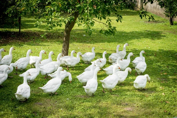 En flock inhemska vita gäss. Vitgäss — Stockfoto