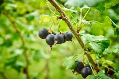 Şube üzerinde siyah frenk üzümü. Siyah kuş üzümü ile Bush