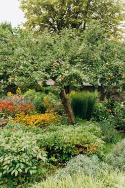 Bahçede elma ağacı, olgun elmalar hasat için hazır.